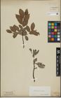 Foto von Salix lapponum L. x Salix silesiaca Willd.